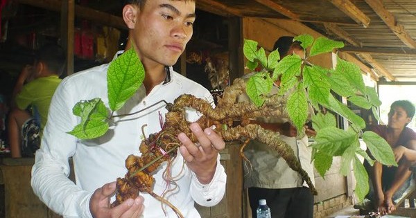 Củ sâm Ngọc Linh 100 tuổi: 4 đại gia chồng tiền tỷ không mua nổi