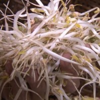 Thu giữ 800kg giá đỗ và gần 1.000 ống hóa chất