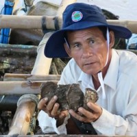 Nuôi hàu nơi chót mũi Cà Mau
