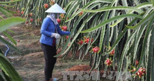 Thanh long trái mùa được giá