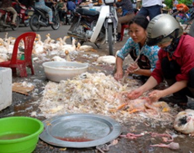 Gần 160 điểm kinh doanh gia cầm sống trái phép tại Tp. Hồ Chí Minh