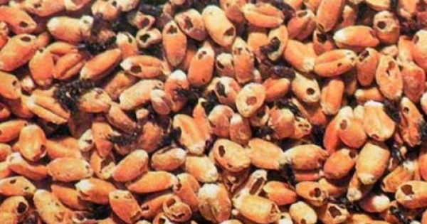 Tạm ngừng nhập khẩu một số nông sản từ Ấn Độ có nguy cơ nhiễm mọt