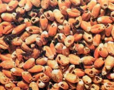Tạm ngừng nhập khẩu một số nông sản từ Ấn Độ có nguy cơ nhiễm mọt