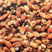 Tạm ngừng nhập khẩu một số nông sản từ Ấn Độ có nguy cơ nhiễm mọt