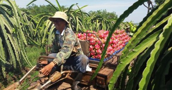 Thanh long trái vụ giá tăng cao