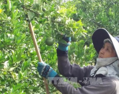 Hái quýt non bán sang Trung Quốc với giá 10.000 đồng/kg