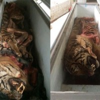 Phát hiện 5 con hổ vằn Đông Dương trong tủ đông ở Nghệ An