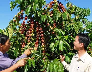 Giá hồ tiêu vẫn tăng giảm bất thường sau 2 tuần chạm đáy