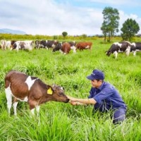 Sữa organic có gì đặc biệt?