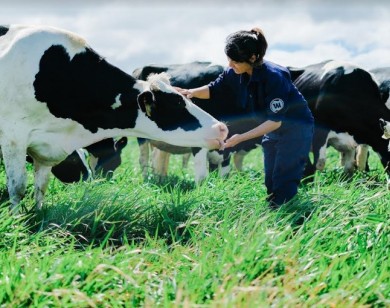 Trang trại bò sữa organic đầu tiên tại Việt Nam - Bước tiến mới của ngành sữa