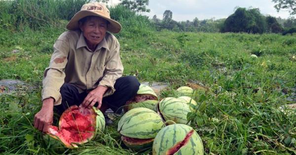 'Méo mặt' vì dưa hấu 1.000 đồng/kg