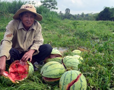 'Méo mặt' vì dưa hấu 1.000 đồng/kg