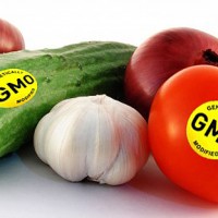 Thế nào là thực phẩm biến đổi gen?