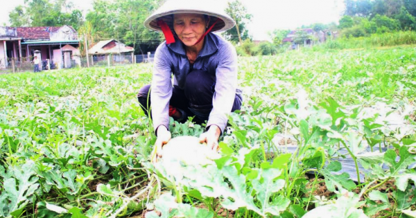 Nông dân Quảng Ngãi điêu đứng vì dưa hấu mất giá