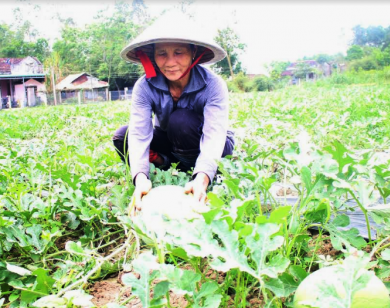 Nông dân Quảng Ngãi điêu đứng vì dưa hấu mất giá