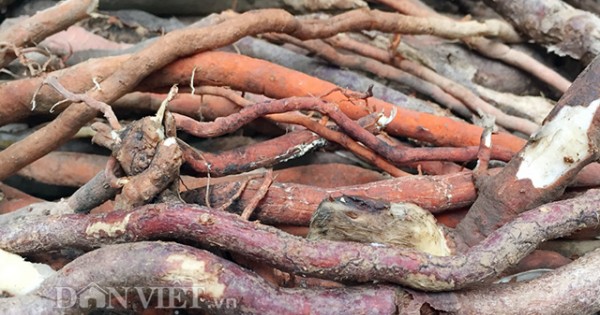 Đặc sản sâm "ông uống, bà khen": Nghiên cứu để mở rộng diện tích