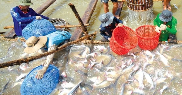 Cá tra xuất vào Mỹ trở lại với tên gọi catfish