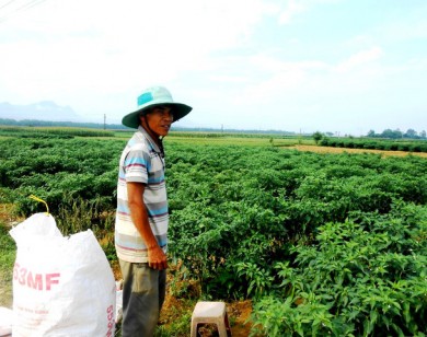 Ớt rớt giá thảm hại vì thương lái Trung Quốc không 'ăn' hàng