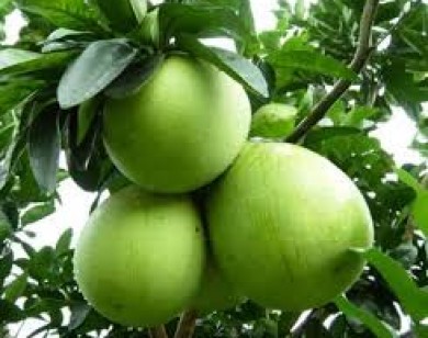 Cập nhật giá trái cây ngày hôm nay 9/4