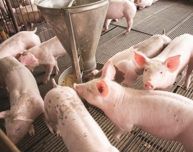 Dừng nhập khẩu thức ăn chăn nuôi chứa kháng sinh kích thích sinh trưởng
