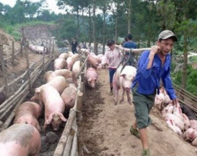Giá lợn lao dốc: Người nuôi liêu xiêu vì “một cổ hai tròng”