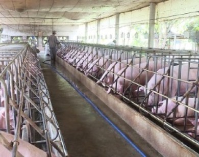Giá lợn Việt Nam đang thấp nhất thế giới