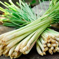 Bỏ túi mẹo này nhà bạn chẳng bao giờ có con muỗi nào mà không cần thuốc diệt