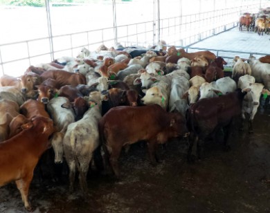 Gần 1.800 con bò Úc nhập thẳng về miền Tây