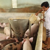 Tính kế “giải cứu” giá cho ngành chăn nuôi heo