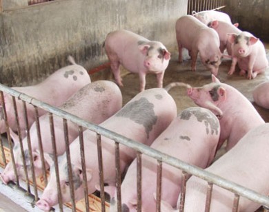 Bộ Công Thương vào cuộc giải cứu đàn lợn tồn trong dân