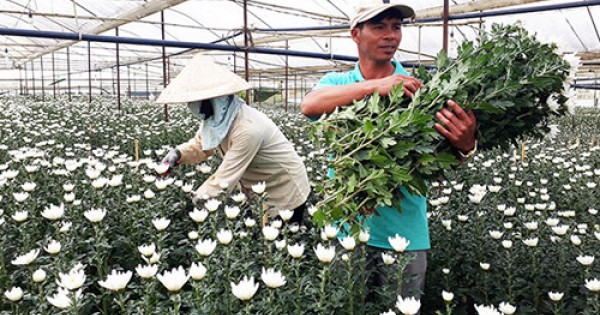 Nhật Bản, Hàn Quốc đang 'khát' hoa Đà Lạt