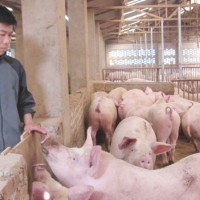 Ngành chăn nuôi lợn trả giá quá đắt
