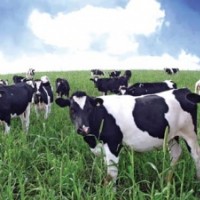 Hà Nam: Vinamilk đầu tư 700 tỷ đồng xây dựng trang trại bò sữa