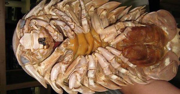 Bọ biển khổng lồ 4 triệu/con: Món nhậu lạ của dân Hà thành