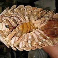 Bọ biển khổng lồ 4 triệu/con: Món nhậu lạ của dân Hà thành