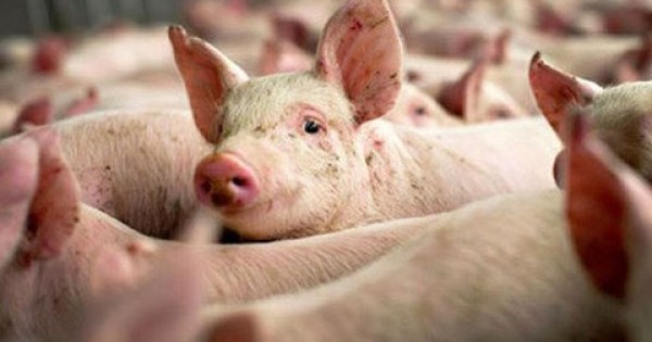 Còn 1,5 triệu con lợn đang chờ được 'cứu'