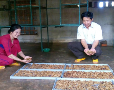 Người cựu binh và mô hình cà phê chồn