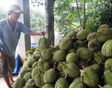 Giá sầu riêng lập kỷ lục, nông dân lập chòi canh trộm