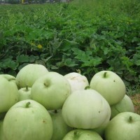 Cách chọn dưa lê ngọt lịm 'siêu' đơn giản