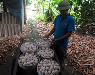 Khủng hoảng trứng gà: 1.000 đồng/quả, ế chất đống đầy nhà