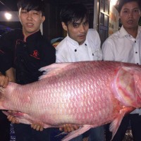 Cá hô hồng nặng 50kg vô cùng hiếm gặp “đã về” TP Hồ Chí Minh