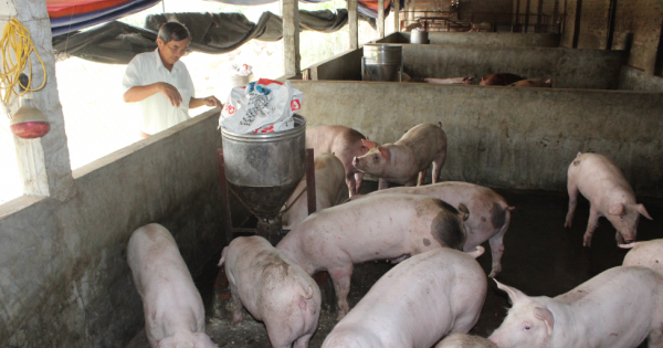Chăn nuôi khó khăn, nhập khẩu thức ăn vẫn tăng