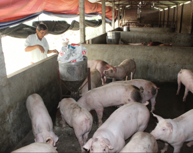 Chăn nuôi khó khăn, nhập khẩu thức ăn vẫn tăng