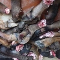 Hà Nội: Phát hiện hơn 1 tấn chân trâu, bò bốc mùi hôi thối