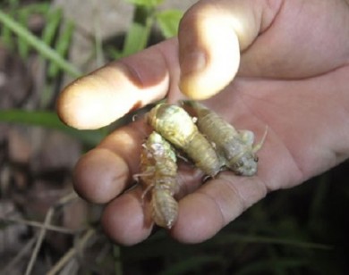 Ăn nhộng ve sầu: Món ăn 'lạ' nhưng nguy hại khôn lường