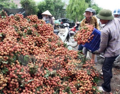 Quả xoài 1,7 triệu. vải thiều 400 ngàn/12 quả: Xót lòng dân Việt