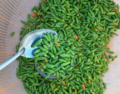 Quảng Ngãi: Ớt 'bay' lại sốt giá