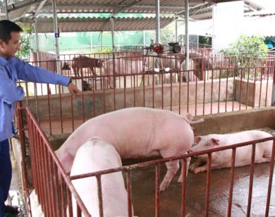 Huyện Mê Linh đang tồn 6.000 tấn thịt lợn hơi