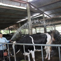 TP.Hồ Chí Minh chỉ mặt doanh nghiệp 'con cưng' cù cưa với nông dân