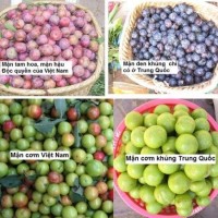 Mận hậu loạn giá, hàng Trung Quốc đội lốt Việt Nam